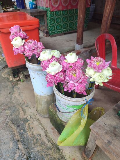 Lotusblüten die den Göttern oder Buddha gebracht werden
