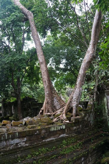 Manchmal kann man nicht erkennen wie die Bäume sich halten können