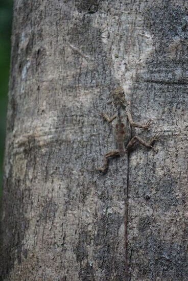 Erst dachten wir eineschöne Wurzel wächst da am Baum und erst beim näher betrachten wurde es zum Tier,