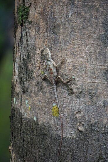 erst beim Zoomen  konnte man die Baumagame dann gut erkennen