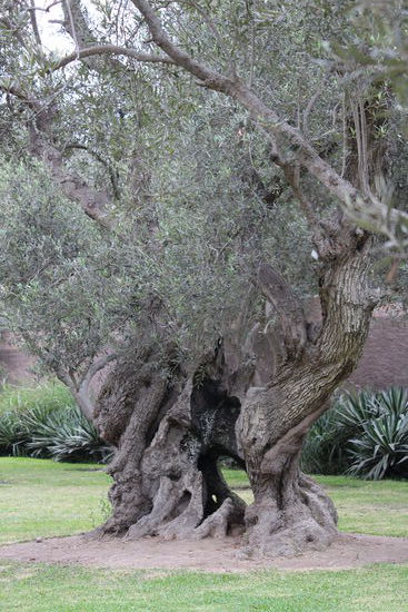 Tolle alte Olivenbäume in einem der vielen kleinen Parks.