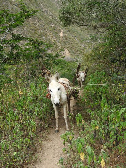 Begegnet sind uns nur 4 Esel auf dem Weg zur Mittagspause und später noch ein Bauer, der sich etwas mit uns unterhalten hat.