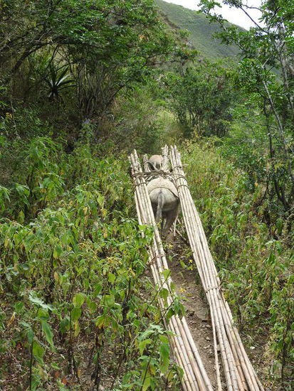Die Last der Esel sind vermutlich Schilfstangen, denn Bambus oder ähnliches gab es da nicht.