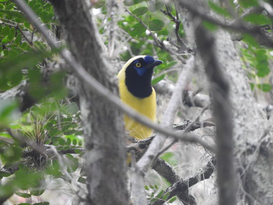 Auch hier viele bunte Vögel, diese gelben hört man schon von weitem schreien und sie klingen ähnlich wie unsere Elstern.