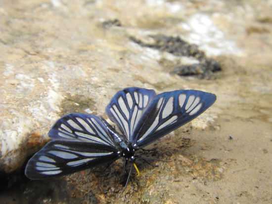 Auch große Schmetterlinge, bunte oder wie der auf dem Bild mit ganz filigranen Flügeln, gibt es jede Menge. Sie sind aber noch schwieriger zu fotografieren wie die Vögel.