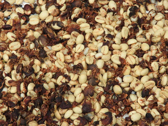 Die Kaffeeernte wird vorm Haus ausgelegt und getrocknet