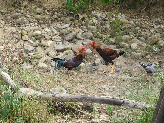 Zwei Herren kämpfen um die Damen, die ignorieren das ganze Kampfgetöse  jedoch komplett.