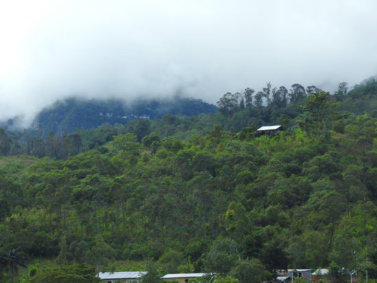 Dichter Bergregenwald in den Bergen oberhalb des Dorfes