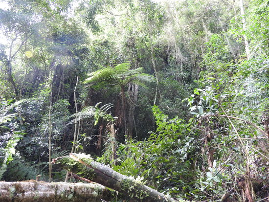 Undurchdringlicher  Wald  abseits des Pfades