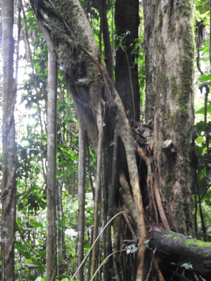 Alte Bäume mit riesigen Luftwurzeln