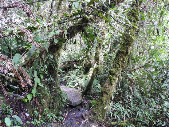 Der Weg wird nur soweit  mit der Machete freigehalten dass ein Mensch durchkommt.