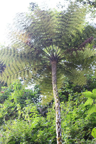 Meterhohe Baumfarne gibt es jede Menge