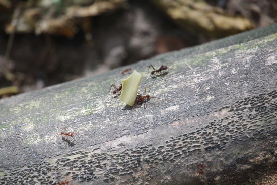 Überall sind Blattschneideameisen unterwegs