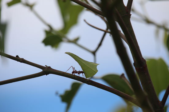 Die Ameisen transportieren für ihre Verhältnisse riesige Blattstücke, der Strauch war auch schon sehr ramponiert