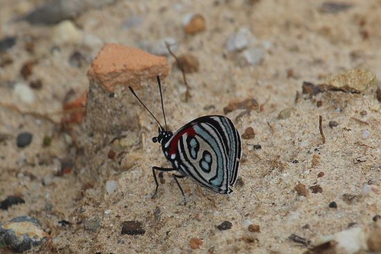 Selbst mit geschlossenen Flügeln schaut der im Flug leuchtendblaue Falter noch schön aus