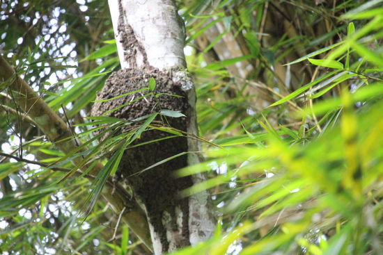 Termitennester sind in jedem 2. Baum zu sehen, erst wenn man einen der zum Nest führenden Gänge etwas öffnet sieht man jedoch die kleinen weißen Ameisen