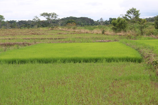 Hinten ist ein Reisanzuchtfeld und vorne ist er schon vereinzelt wieder ausgepflanzt