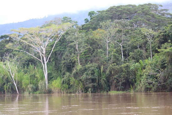 Dichte Vegetation am Flussufer