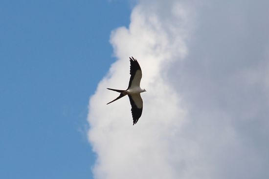 Ein Schwalbenweih auf Beutesuche