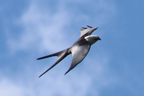 Hier sieht man schön den Raubvogelschnabel des Schwalbenweih