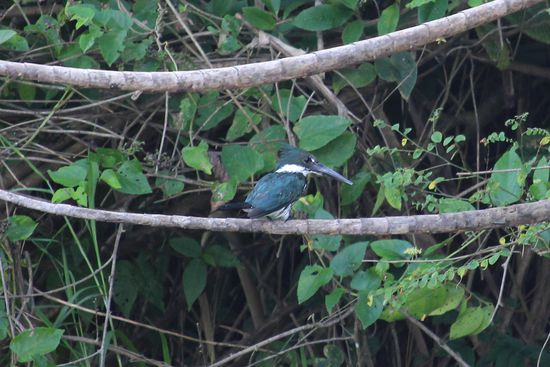 Einer der viel zu sehenden großen Eisvogelarten
