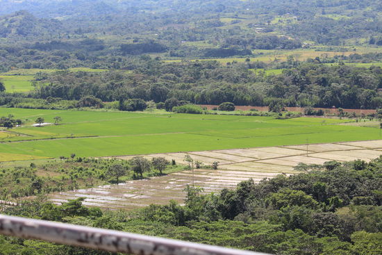 Die vielen Reisfelder erinnern etwas an Asien, der Reis der zwischen Rioja und  Moyobamba angebaut wird soll der beste Südamerikas sein.