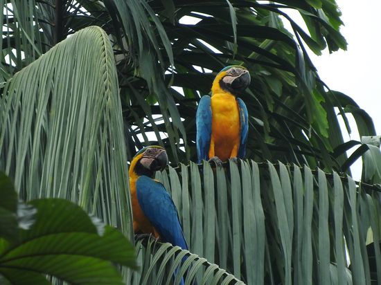 Papageien in gelb-blau gibt es in Massen im Park, sie sitzen in großen Gruppen  laut lärmend in den Palmen und lassen sich da die Palmfrüchte schmecken.