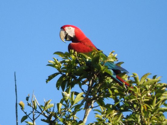 Rot-blaue Papageien sind dagegen seltener, wir haben nur 2 mal welche gesehen