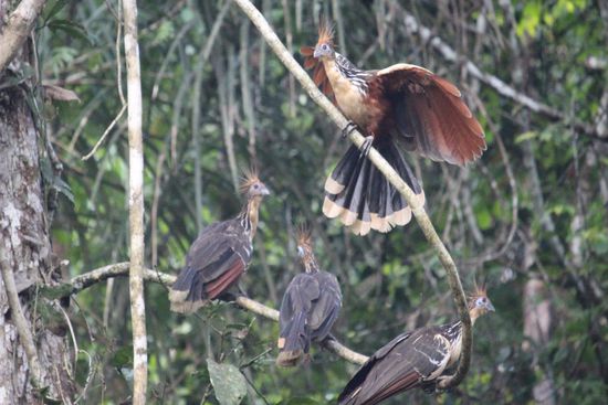 Hoatzins haben wir viele gesehen, die Jungen haben an ihren Flügeln noch eine Kralle und der Vogel wirkt etwas Urzeitlich. Man hört sie lange bevor sie zu sehen sind. Meist waren sie in großen Gruppen mit ausgebreiteten Flügeln  in den Bäumen zu finden.