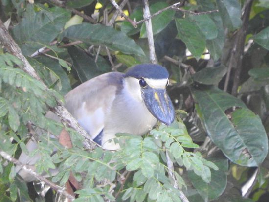 Bei dem Vogel wirkte der Schnabel schwerer als das restliche Tier.