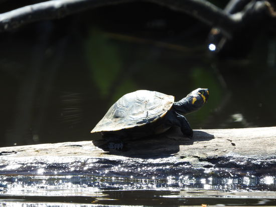 Wasserschildkröten von ganz klein bis relativ groß