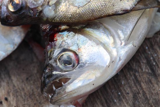 Piranhas mit ihren messerscharfen Zähnen, diese weißen sollen weniger aggressiv sein wie die roten. Wir waren auf ein Treffen in lebendem Zustand nicht besonders scharf.