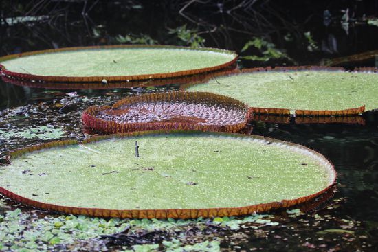 Gigantische Seerosenblätter die in der Regenzeit  2-3 m Durchmesser haben können.