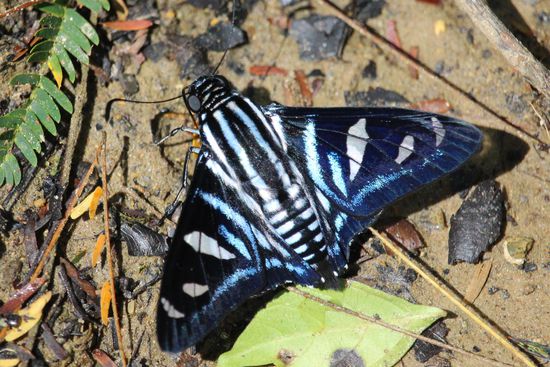 Ein Metallicblauer Schwärmer