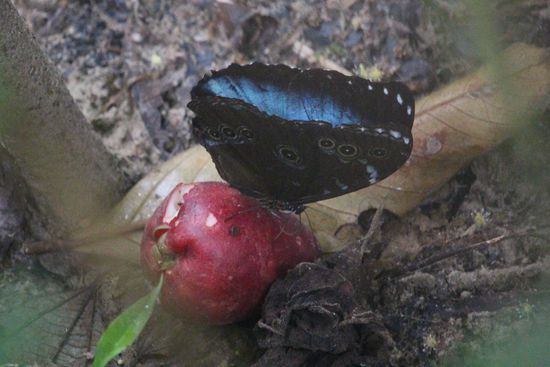 Ein blauer Morphfalter, sie sind handgroß und leuchten in der Sonne  wunderschön blau. Der Flügel besitzt keine Farbpigmente sondern Nanostrukturen geben ihm die Farbe, er ernährt sich fast komplett von Früchten wie dem Rosenapfel