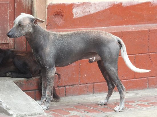 Ein Peruanischer Nackthund, sie haben  nur ganz dünnen grauen Flaum an Kopf und Rücken.  Hunde  gibt's in Peru überall in Massen und man schaut bei jedem Schritt auf den Boden um nicht  in jede Hundesch..... zu treten.