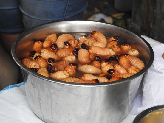 Dicke noch lebende Maden auf dem Markt