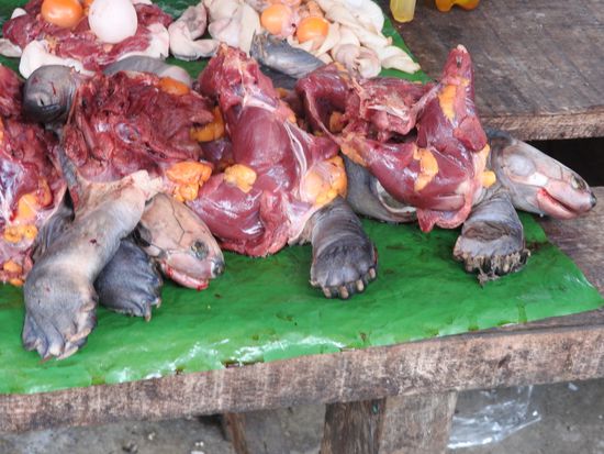 Aber auch vieles was mit unserem Verständnis von Artenschutz unvereinbar ist. Jede Menge Schildkröten, Schlangenfleisch und was sonst nicht schnell genug im Gebüsch war.