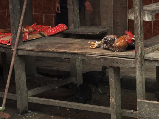 Die Geier kreisen über den Marktständen oder warten wie hier bereits unter den Tischen auf Reste uns Abfälle.