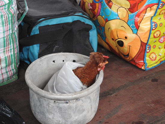 Sogar dieses Huhn das bereits im Kochtopf transportiert wurde hing fast die ganze Fahrt müde herum.