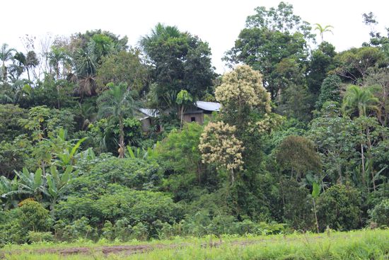 Wenn möglich werden die Häuser auf Hügeln mit dichter Unterpflanzung  gebaut