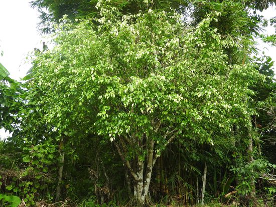 Ein  bestimmt 4m hoher Ficus benjaminii, nicht zu vergleichen mit dem aus unserem Wohnzimmer