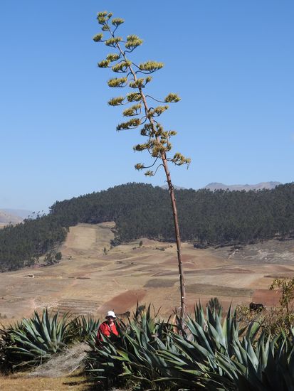 Mannshohe Agaven mit riesigen Blütenständen wachsen am Wegrand.