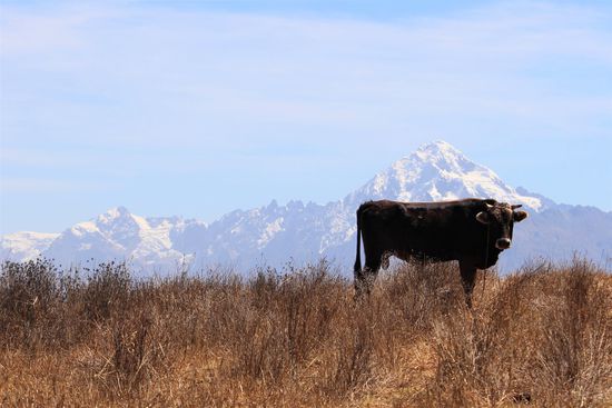 Auf dem Rückweg hatten wir wunderbare Sicht auf die umgebenden Berge, das Bild hier mit Stier könnte auch in den Schweizer Alpen gemacht sein.