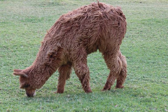 Alpakas sind für uns Touristen bei fast allen Ruinen stationiert und jeder stürzt sich zuerst auf die lebendigen Fotomotive.
Außerdem findet man die Alpakas hier in fast jedem Restaurant auf der Speisekarte und es schmeckt serviert als "Lomo saltado de alpaca", mit Tomaten, Zwiebeln und Karotten gut gewürzt sehr lecker.