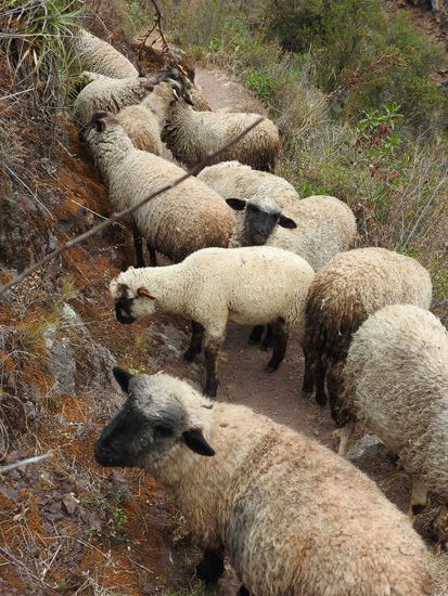 Der ausgewiesene Weg ins Tal nach Pisac zurück ging über einen sehr schmalen, steilen Weg belegt mit Geröll und  sehr hohen Stufen. Zudem mussten wir ihn uns mit einer Schafherde teilen. Wer hier mal herkommt nimmt besser den nicht ausgewiesenen aber sehr bequemen Weg über die Terassen zurück. Auf unserem Weg ins Tal erlebten wir auch zum erstenmal um Essen bettelnde Kinder.