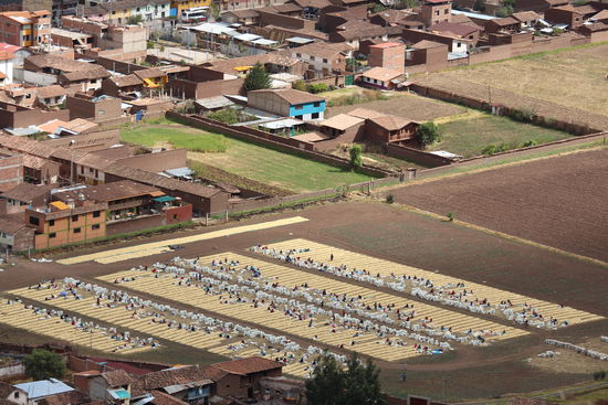 Wie billig in Peru menschliche Arbeitskraft ist sieht man hier auf dem Feld bei der Verpackung der Ernte.