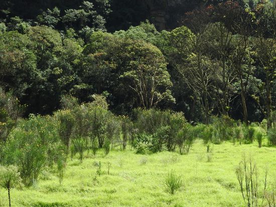 Satte grüne Wiesen, mit übermannshohen Ginstersträuchern, es riecht unglaublich gut.