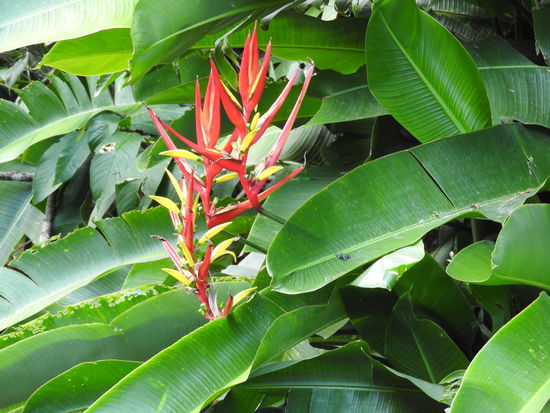 Bunte Blumen sind allenthalben zu sehen, sogar wilde Eisbegonien waren dabei.