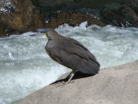 Ein etwas seltsamer Vogel der auf den Felsen scheinbar auf Fische lauerte, wobei uns nicht klar war wie er in den Wasserwirbeln der Stromschnellen die Fische erkennen kann.